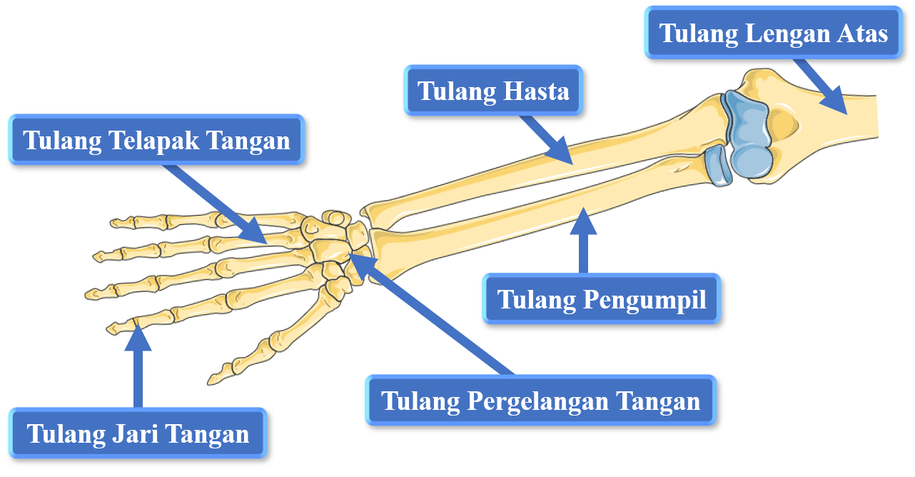 Rangka Tulang Tangan